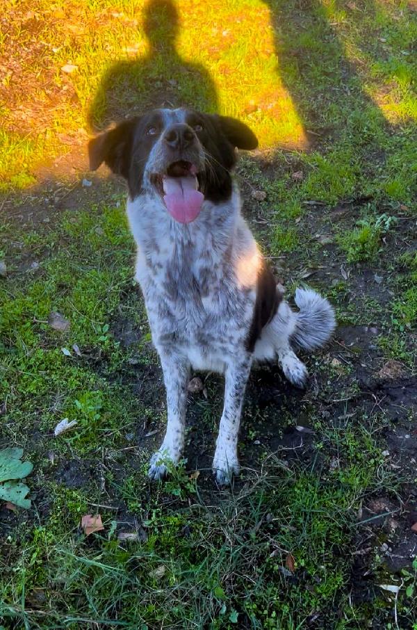 🐾 SERENA CERCA CASA 🐾 Foto 6